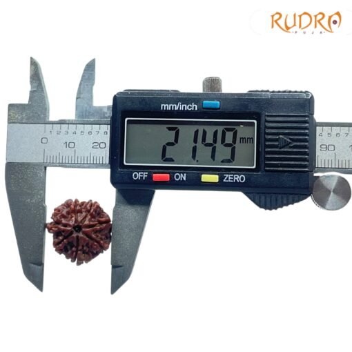 7-Mukhi-Nepal-Rudraksha-21.49-MM-OP-C.jpg