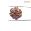 7 Mukhi Nepal Rudraksha (21.88Mm) 14 7-Mukhi-Nepal-Rudraksha-21.88Mm-Bp-C.jpg
