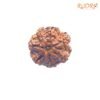 7 Mukhi Nepal Rudraksha (21.88Mm) 13 7-Mukhi-Nepal-Rudraksha-21.88Mm-Fp-C.jpg