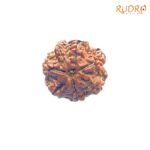 7-Mukhi-Nepal-Rudraksha-21.88MM-FP-C.jpg