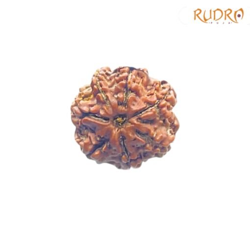 7-Mukhi-Nepal-Rudraksha-21.88MM-FP-C.jpg