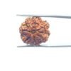 7 Mukhi Nepal Rudraksha (21.88Mm) 35 7-Mukhi-Nepal-Rudraksha-21.88Mm-Mp-C.jpg
