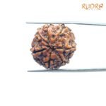7-Mukhi-Nepal-Rudraksha-21.92-Mm-Bp-C.jpg