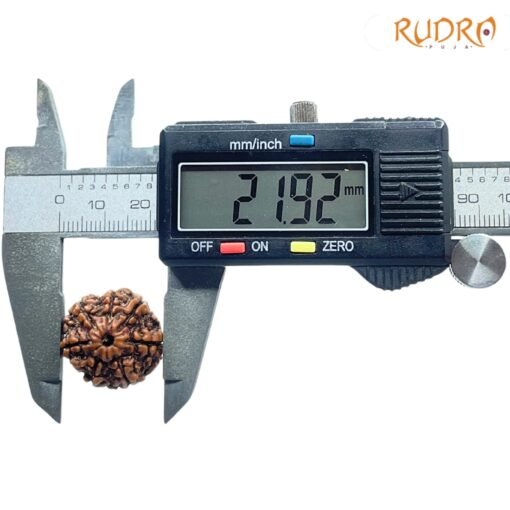 7-Mukhi-Nepal-Rudraksha-21.92-MM-BP-C-2.jpg