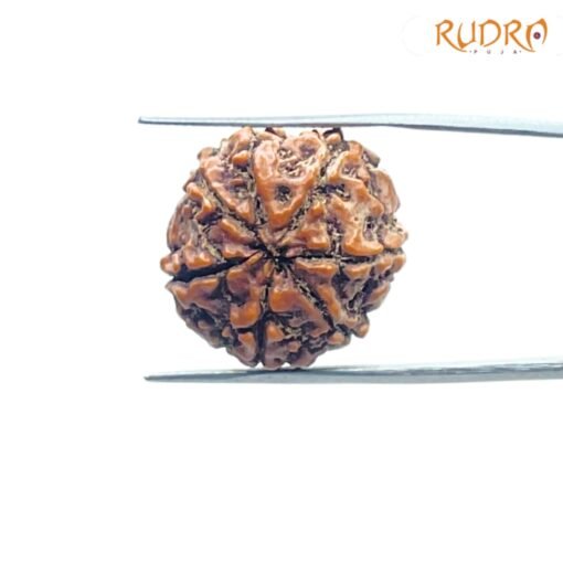 7-Mukhi-Nepal-Rudraksha-21.92-MM-BP-C.jpg