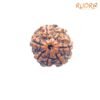 7-Mukhi-Nepal-Rudraksha-21.92-Mm-Fp-C.jpg