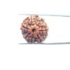 7 Mukhi Nepal Rudraksha (21.92 Mm) 34 7-Mukhi-Nepal-Rudraksha-21.92-Mm-Mp-C.jpg