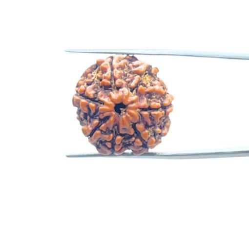 7-Mukhi-Nepal-Rudraksha-21.92-Mm-Mp-C.jpg