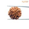 7 Mukhi Nepal Rudraksha (22.06Mm) 14 7-Mukhi-Nepal-Rudraksha-22.06Mm-Bp-C.jpg