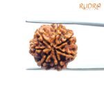 7 Mukhi Nepal Rudraksha (22.06Mm) 7 7-Mukhi-Nepal-Rudraksha-22.06Mm-Bp-C.jpg