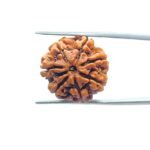 7-Mukhi-Nepal-Rudraksha-22.06MM-FP-C.jpg
