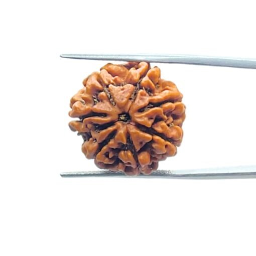 7-Mukhi-Nepal-Rudraksha-22.06Mm-Fp-C.jpg