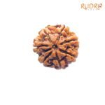 7-Mukhi-Nepal-Rudraksha-22.06MM-MP-C.jpg