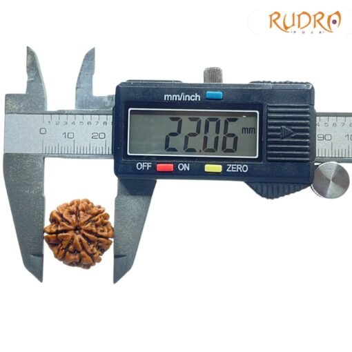 7-Mukhi-Nepal-Rudraksha-22.06MM-OP-C.jpg