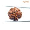 7 Mukhi Nepal Rudraksha (22.66Mm ) 12 7-Mukhi-Nepal-Rudraksha-22.66-Bp-C.jpg
