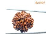 7 Mukhi Nepal Rudraksha (22.66Mm ) 6 7-Mukhi-Nepal-Rudraksha-22.66-Bp-C.jpg