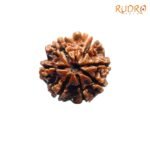 7-Mukhi-Nepal-Rudraksha-22.66-FP-C.jpg