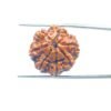 7 Mukhi Nepal Rudraksha (22.66Mm ) 35 7-Mukhi-Nepal-Rudraksha-22.66-Mp-C.jpg
