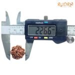 7 Mukhi Nepal Rudraksha (22.66Mm ) 7 7-Mukhi-Nepal-Rudraksha-22.66-Op-C.jpg