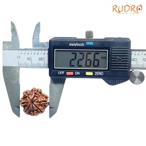 7-Mukhi-Nepal-Rudraksha-22.66-OP-C.jpg
