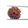 7 Mukhi Nepal Rudraksha (22.70 Mm) 29 7 Mukhi Nepal Rudraksha (22.70 Mm)