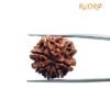 7 Mukhi Nepal Rudraksha (22.70 Mm) 13 7 Mukhi Nepal Rudraksha (22.70 Mm)