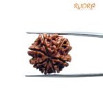 7 Mukhi Nepal Rudraksha (22.70 MM)