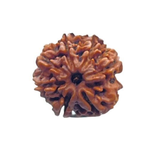 7 Mukhi Nepal Rudraksha (22.70 MM)
