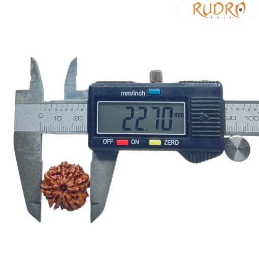 7 Mukhi Nepal Rudraksha (22.70 MM)