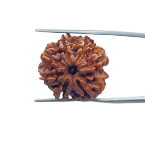 7 Mukhi Nepal Rudraksha (22.70 Mm)