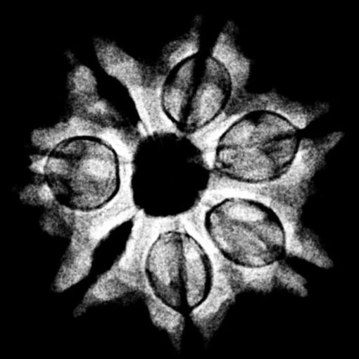 7 Mukhi Nepal Rudraksha (22.70 MM) x-ray