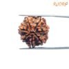 7 Mukhi Nepal Rudraksha (23.32 Mm) 14 7-Mukhi-Nepal-Rudraksha-23.32-Mm-Bp-C.jpg
