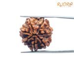 7 Mukhi Nepal Rudraksha (23.32 Mm) 7 7-Mukhi-Nepal-Rudraksha-23.32-Mm-Bp-C.jpg