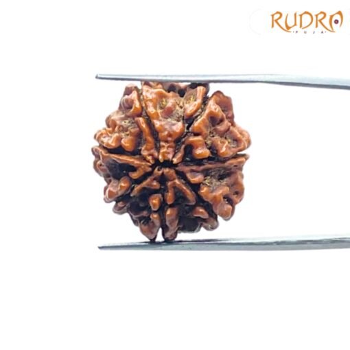 7-Mukhi-Nepal-Rudraksha-23.32-MM-BP-C.jpg