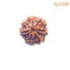 7 Mukhi Nepal Rudraksha (23.32 Mm) 13 7-Mukhi-Nepal-Rudraksha-23.32-Mm-Fp-C.jpg