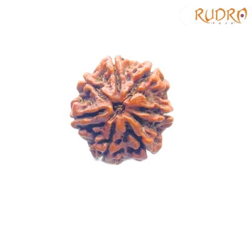 7-Mukhi-Nepal-Rudraksha-23.32-MM-FP-C.jpg