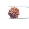 7 Mukhi Nepal Rudraksha (23.32 Mm) 11 7-Mukhi-Nepal-Rudraksha-23.32-Mm-Mp-C.jpg