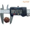 7 Mukhi Nepal Rudraksha (23.32 Mm) 15 7 Mukhi Nepal Rudraksha (23.32 Mm)