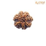 7-Mukhi-Nepal-Rudraksha-23.39-MM-BP-C.jpg