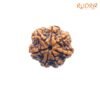 7 Mukhi Nepal Rudraksha (23.39 Mm) 14 7-Mukhi-Nepal-Rudraksha-23.39-Mm-Fp-C.jpg