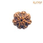 7 Mukhi Nepal Rudraksha (23.39 Mm) 7 7-Mukhi-Nepal-Rudraksha-23.39-Mm-Fp-C.jpg
