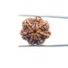 7 Mukhi Nepal Rudraksha (23.39 Mm) 35 7-Mukhi-Nepal-Rudraksha-23.39-Mm-Mp-C.jpg