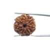 7 Mukhi Nepal Rudraksha (23.51 Mm) 11 7 Mukhi Nepal Rudraksha (23.51 Mm)