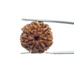 7 Mukhi Nepal Rudraksha (23.51 MM)