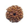 7 Mukhi Nepal Rudraksha (23.51 Mm) 14 7 Mukhi Nepal Rudraksha (23.51 Mm)