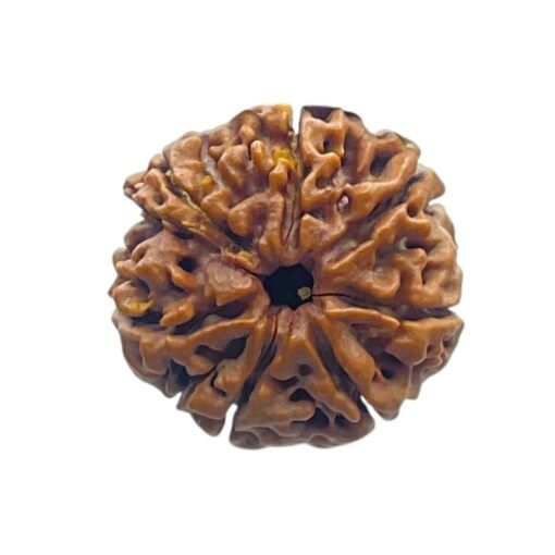 7 Mukhi Nepal Rudraksha (23.51 MM)