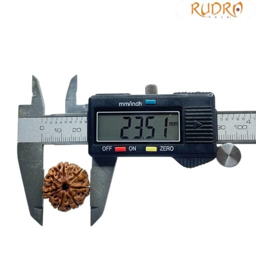 7 Mukhi Nepal Rudraksha (23.51 MM)