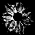 7 Mukhi Nepal Rudraksha (23.51 Mm) 9 7 Mukhi Nepal Rudraksha (23.51 Mm)