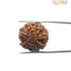 7 Mukhi Nepal Rudraksha (23.51 Mm) 13 7 Mukhi Nepal Rudraksha (23.51 Mm)