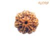7 Mukhi Nepal Rudraksha (23.92 Mm) 13 7-Mukhi-Nepal-Rudraksha-23.92-Mm-Fp-C.jpg